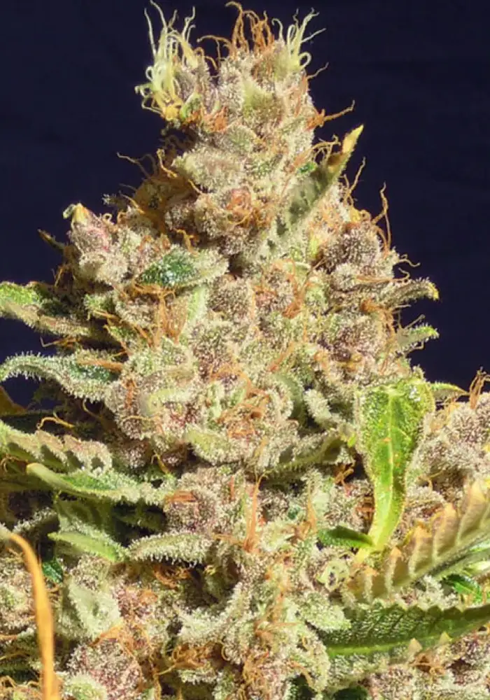 Alien Gorilla