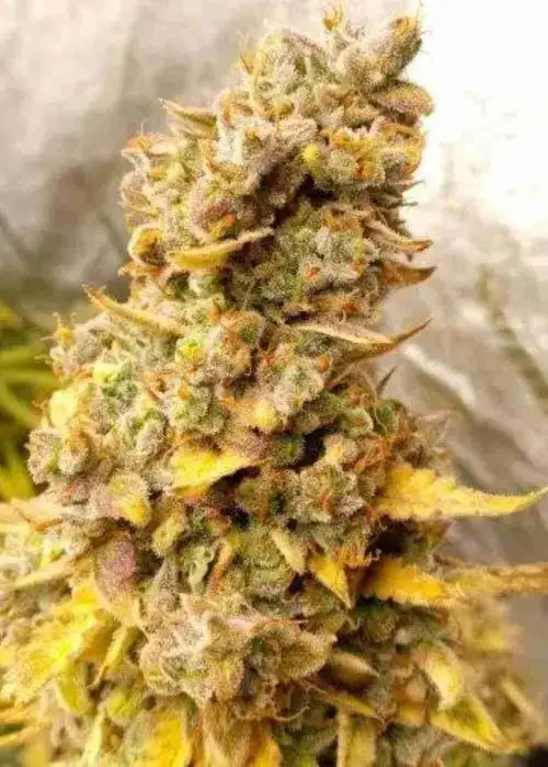 Cannatonic CBD