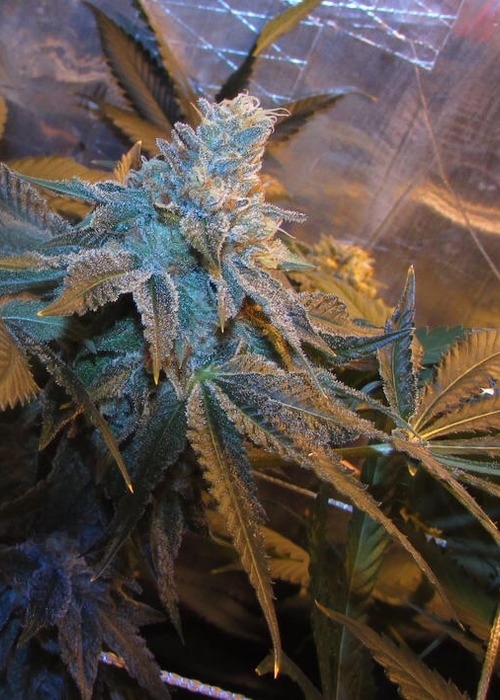 Sunset Sherbert X Kush Mints 11 Strain Info Sunset Sherbert X Kush Sunset Sherbert X Kush Mints 11 Strain Info Sunset Sherbert X Kush