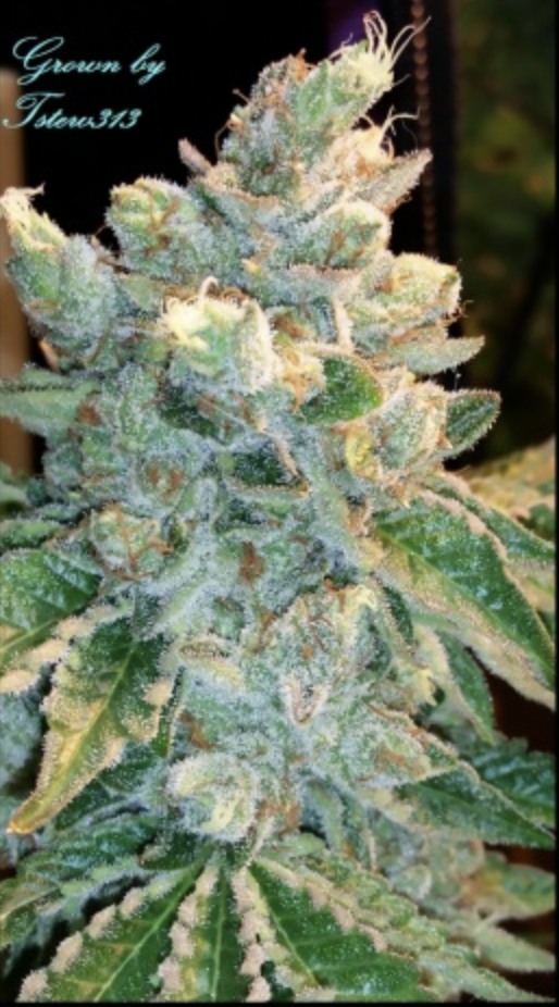 Triangle Mints Strain Info / Triangle Mints Weed By Seed Junky GrowDiaries