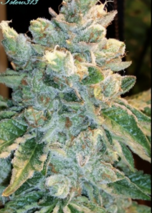 Triangle Mints Strain Info / Triangle Mints Weed By Seed Junky