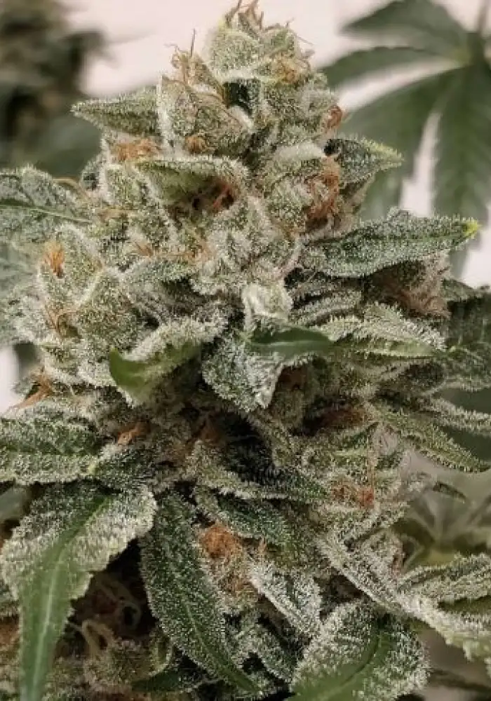 Dubble Tropicana