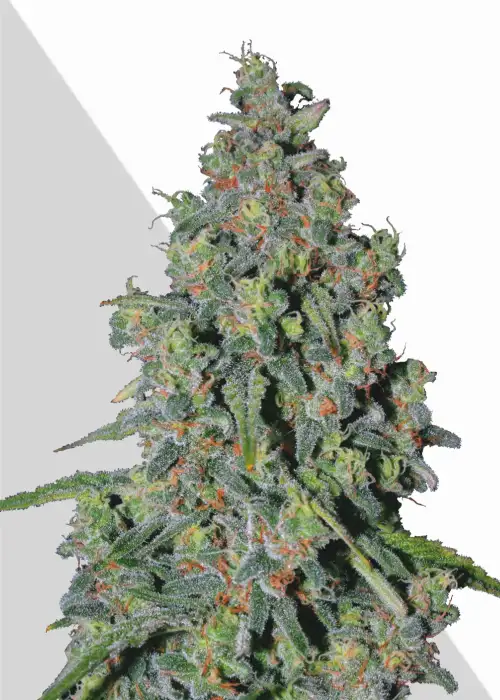 Trainwreck