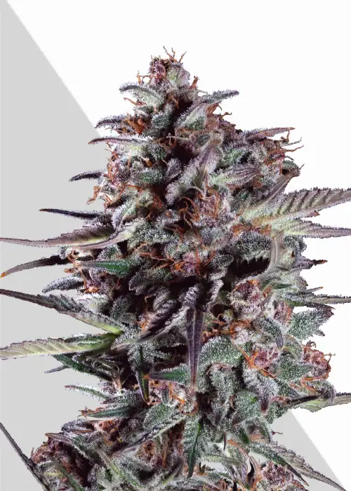 Purple Lemonade