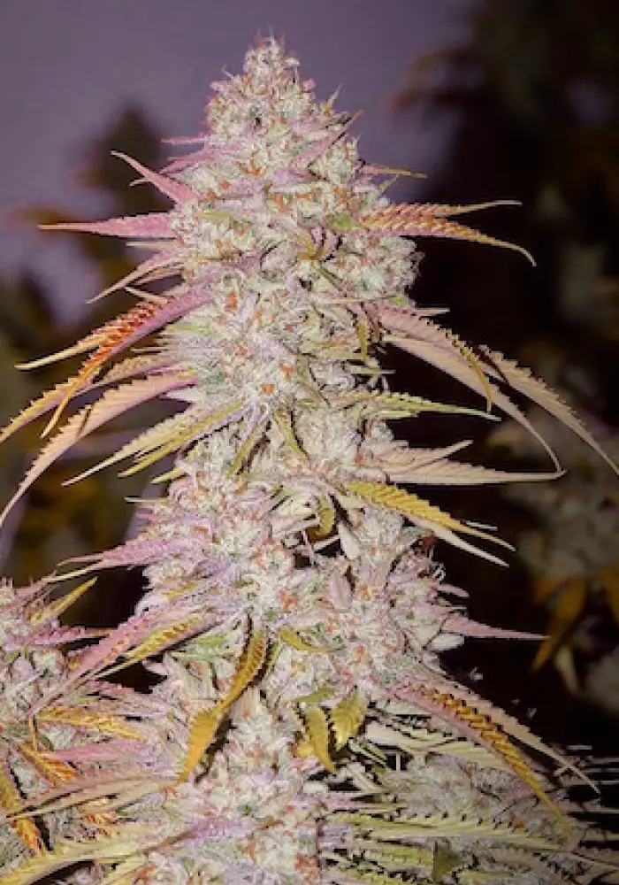 Lemon OG Haze F4