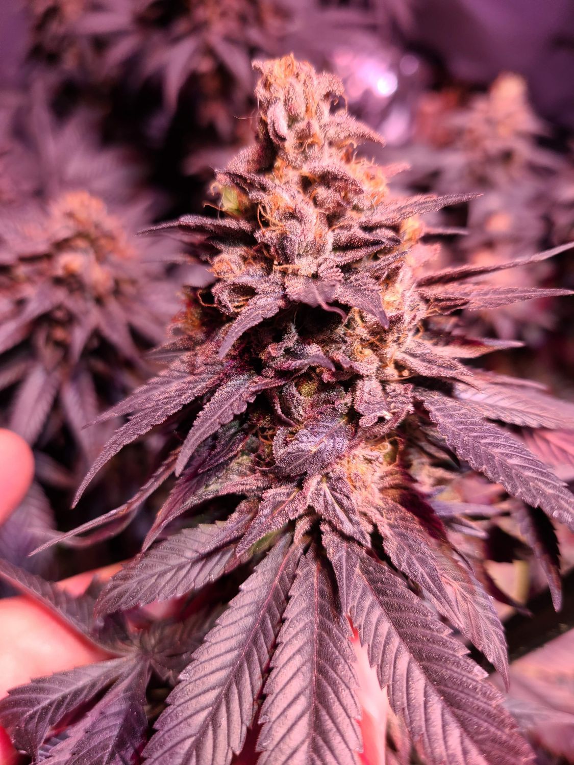 Banana Hammock R1 Strain Info / Banana Hammock R1 Weed By ETHOS