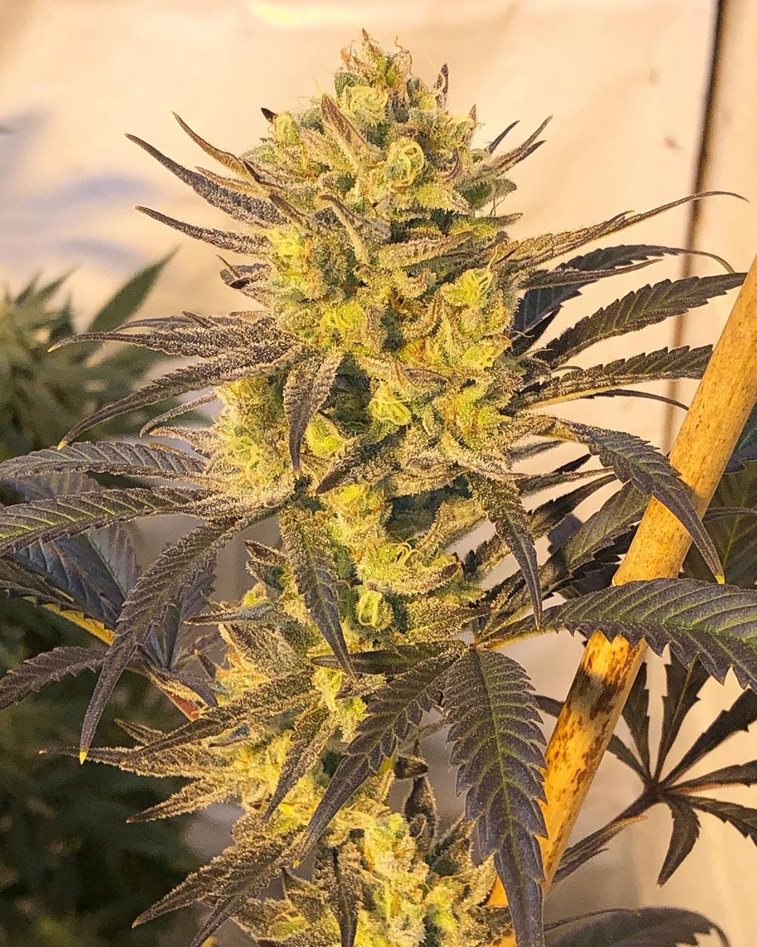 Citradelic Sunset Strain Info / Citradelic Sunset Weed By ETHOS