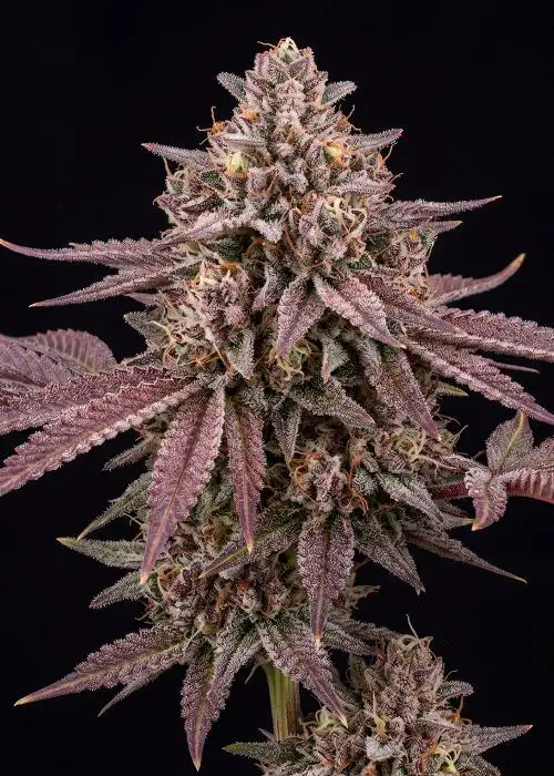 Fruity Pebbles OG