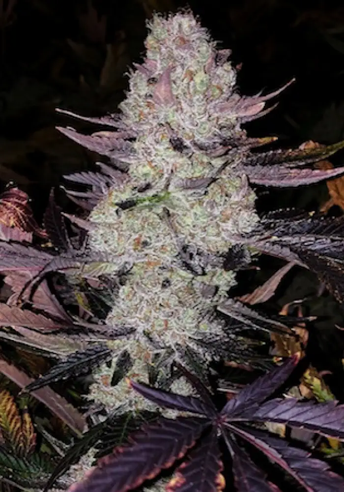 Grape Diamonds R2