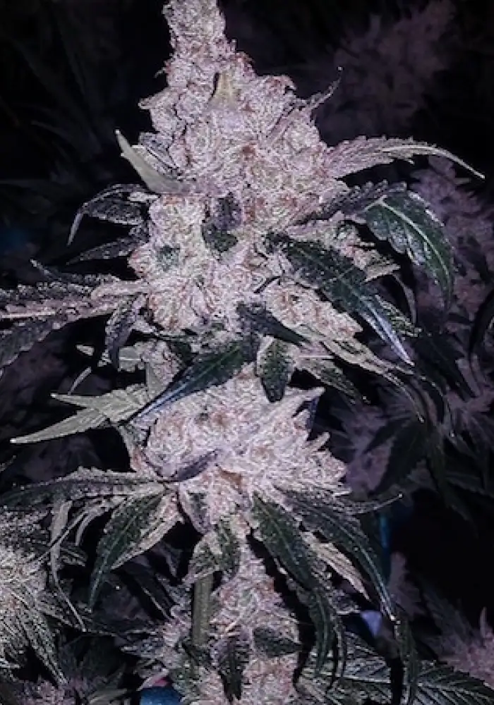 Headband Cookies BX1