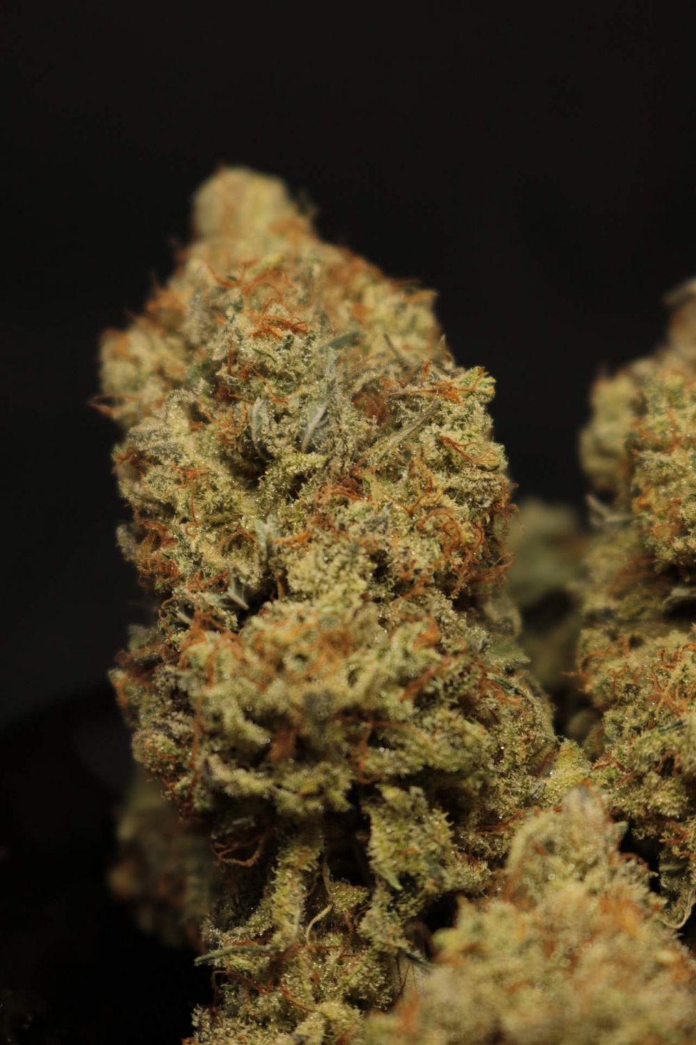 Mandarin Cookies R1 V2 Strain Info / Mandarin Cookies R1 V2 Weed By