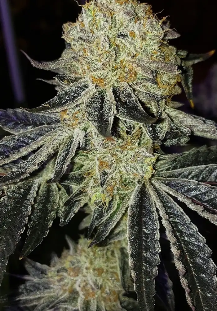 Mandarin Zkittlez F-1