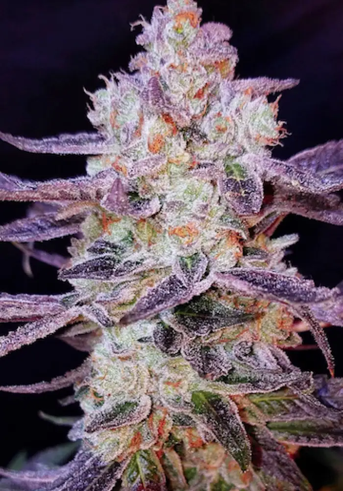 Purple Zkittlez R1