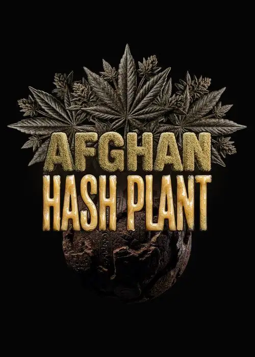 Afghan Hash Plant Auto