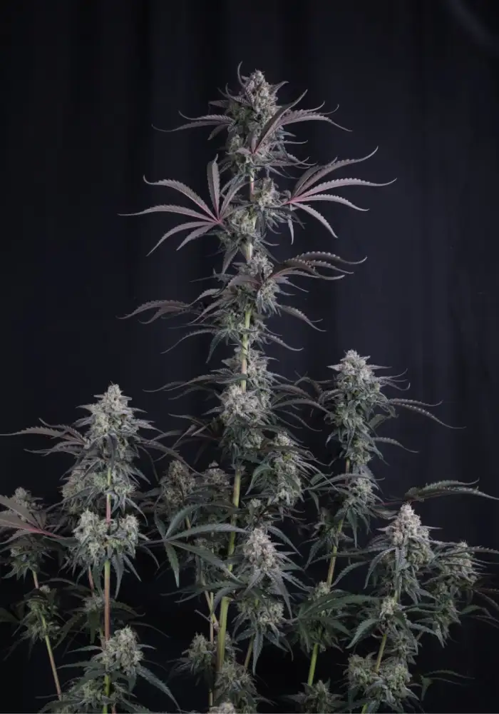 Pineapple OG Auto