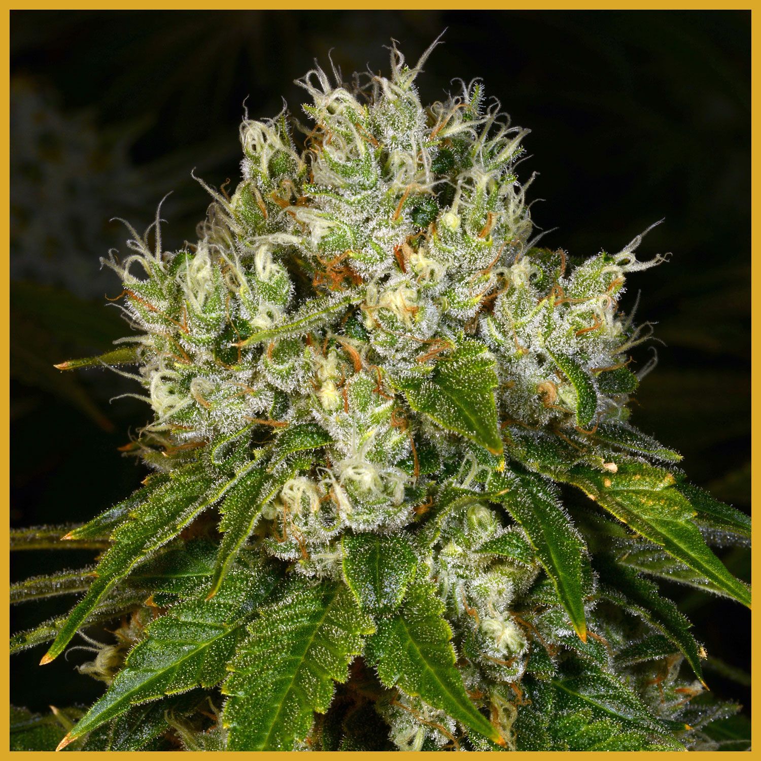 Land Mine Strain Info / Land Mine Weed By Archive Seed Bank GrowDiaries