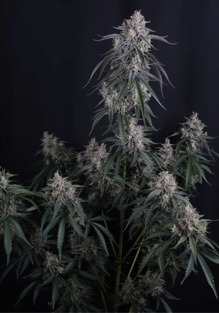 GMO Auto