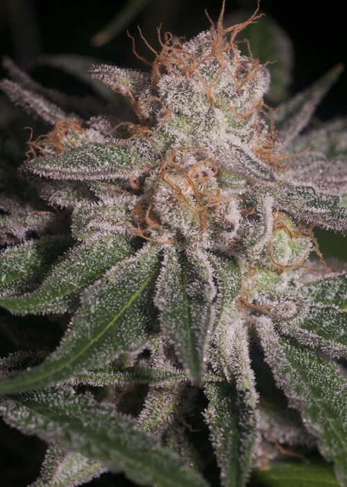 Polynesian Thin Mints Strain Info / Polynesian Thin Mints Weed By