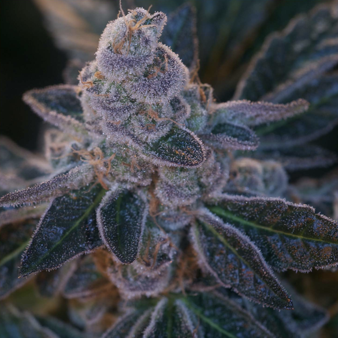 Scooby Snacks Strain Info / Scooby Snacks Weed By Archive Seed Bank