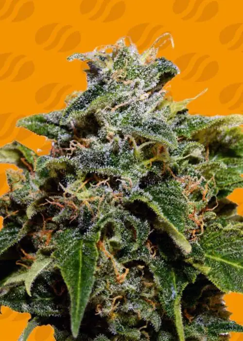 Skunk