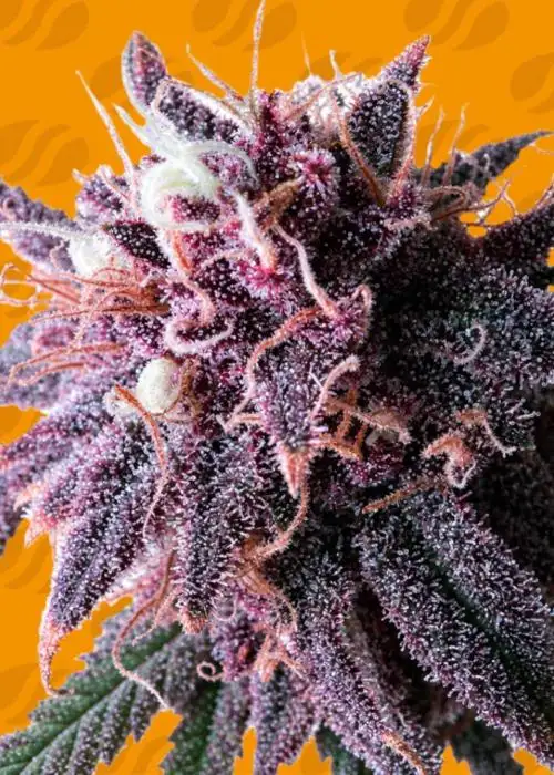Purple Haze