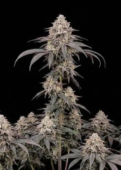 Mandarin Cookies