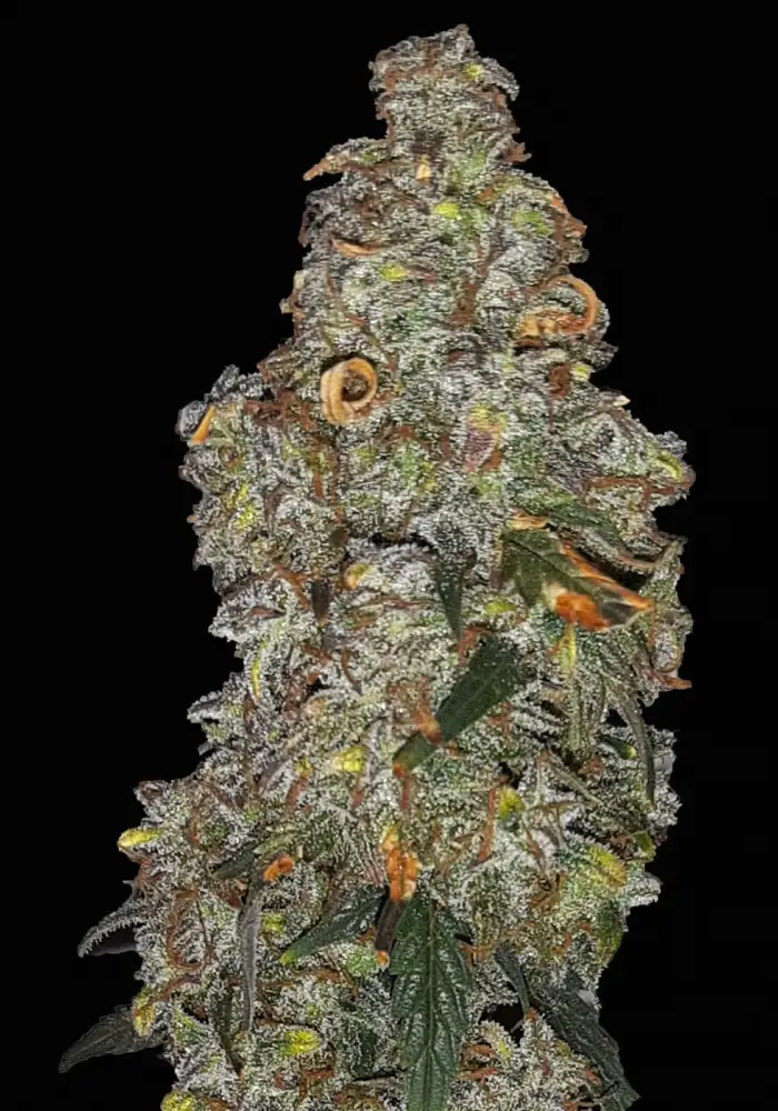 Notorious Kush Automatic