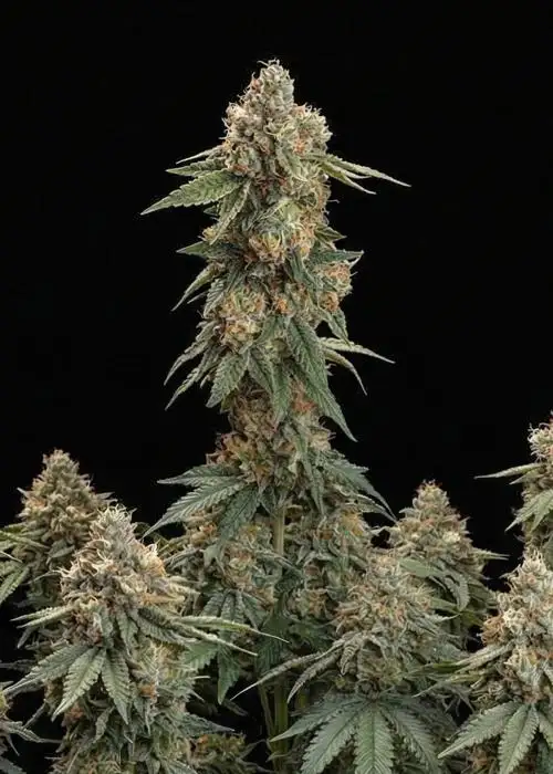 Skywalker OG