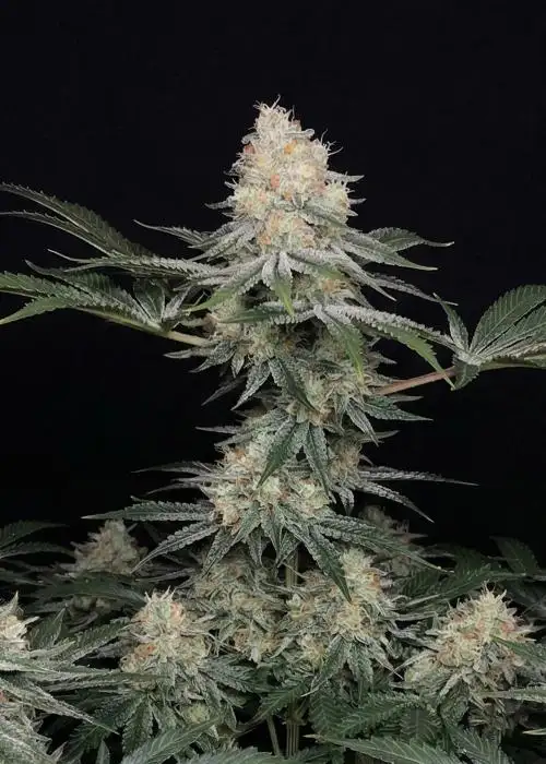 Purple Punch