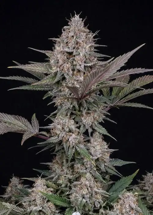 Purple Lemonade