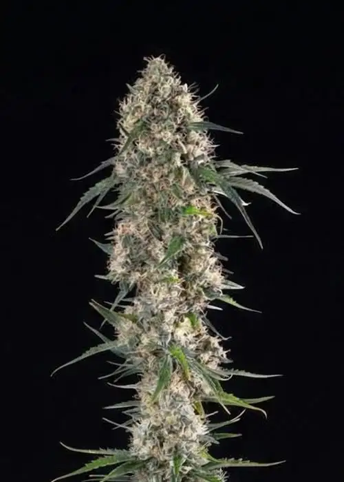 Sundae Driver
