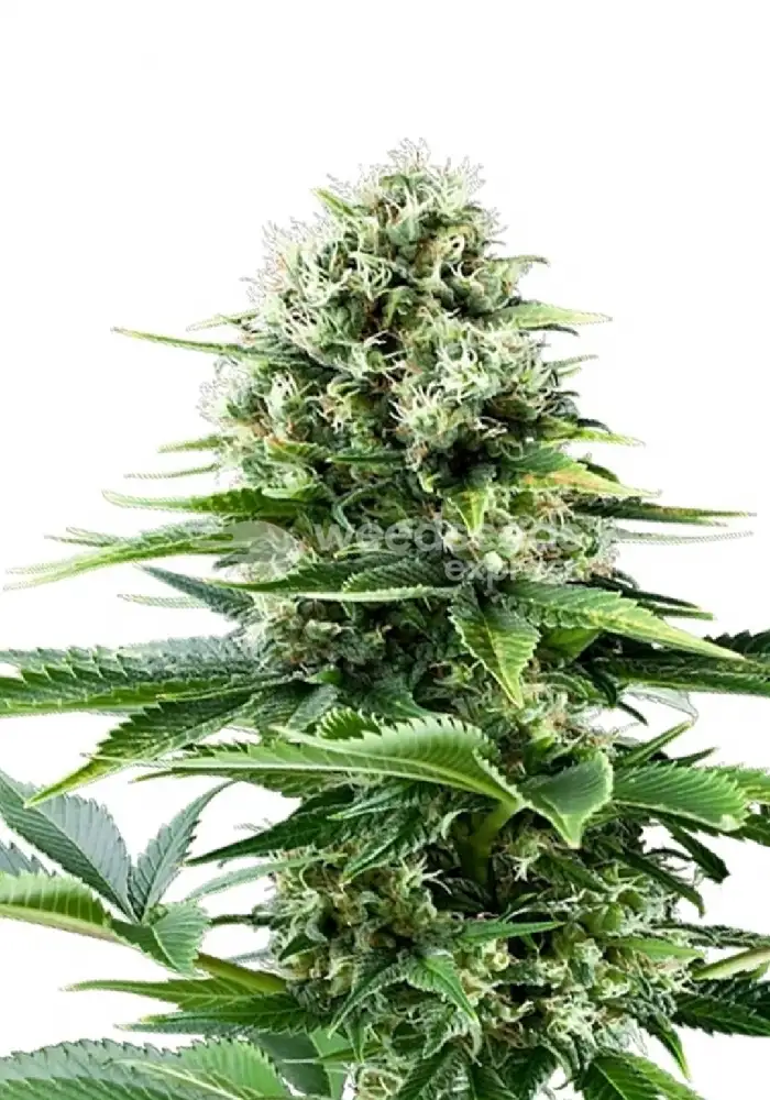 Haze autoflower seeds