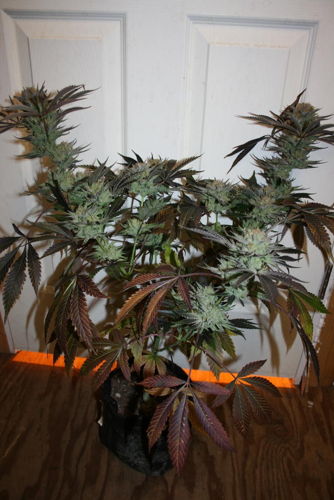 White Strawberry Strain Info / White Strawberry Weed By OG Raskal