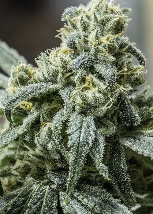 White Super Skunk Strain Info / White Super Skunk Weed By OG Raskal