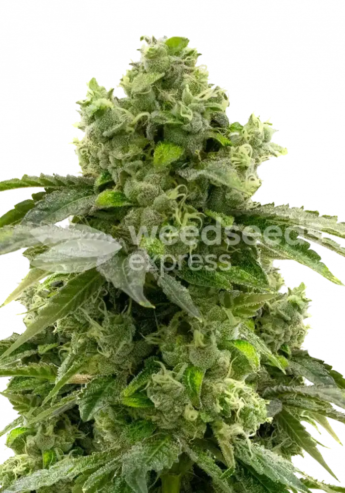 Bruce Banner feminized seeds