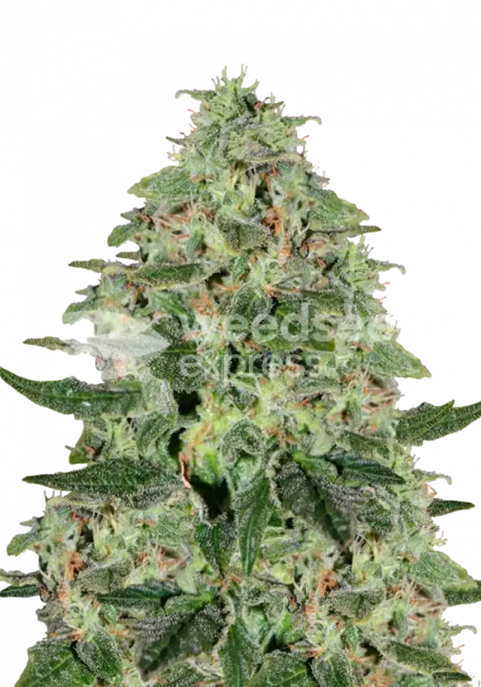 Santa Maria autoflower seeds