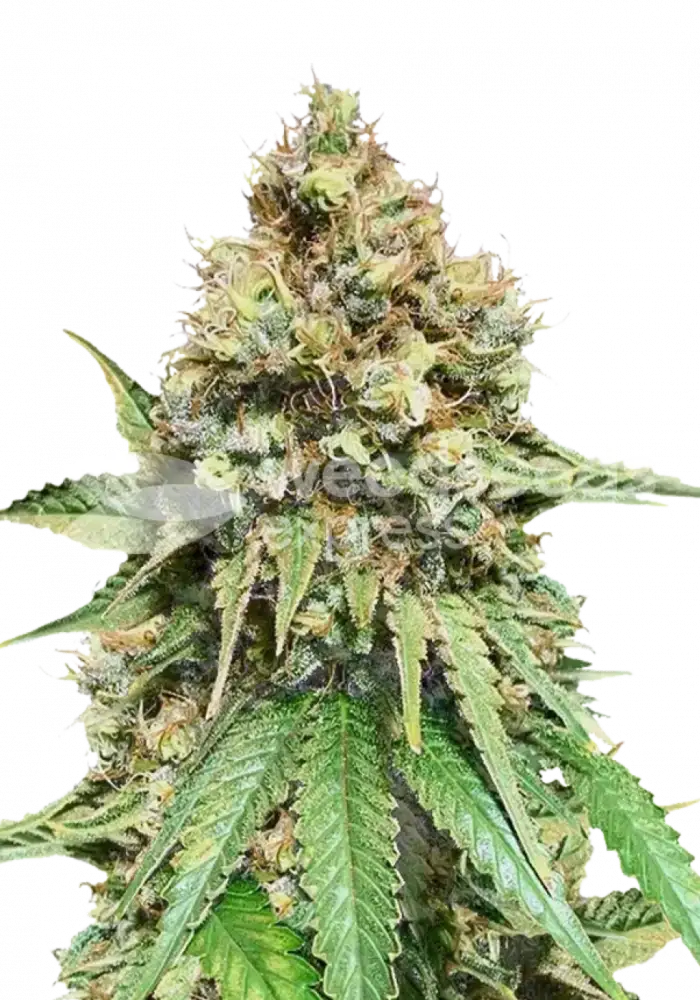 Northern Light x Big Bud autoflower seeds