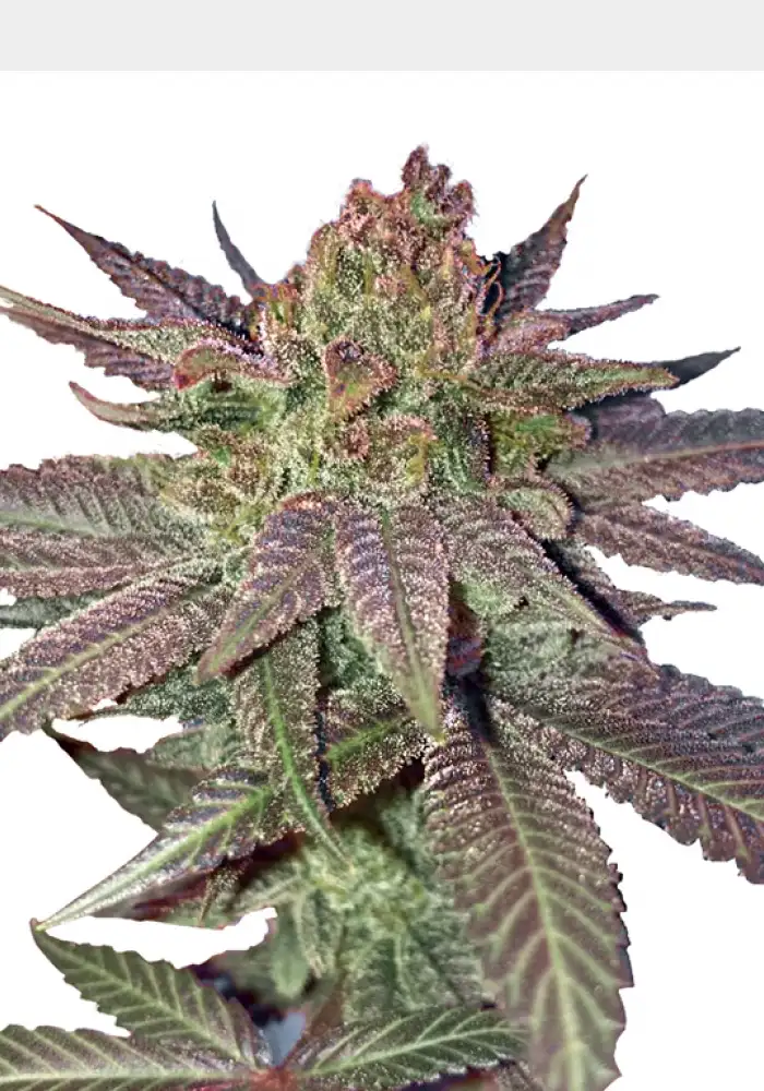 Fruity Pebbles Feminized