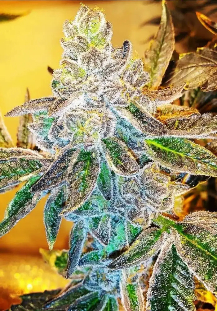 PCG Cookies x Watermelon Zkittlez