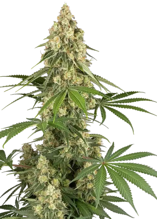 Sticky Orange XXL