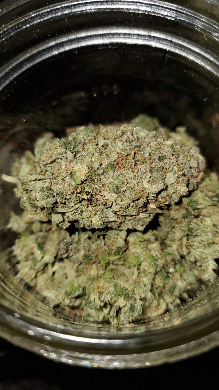 Gorilla Glue Autoflower Strain Info / Gorilla Glue Autoflower Weed By