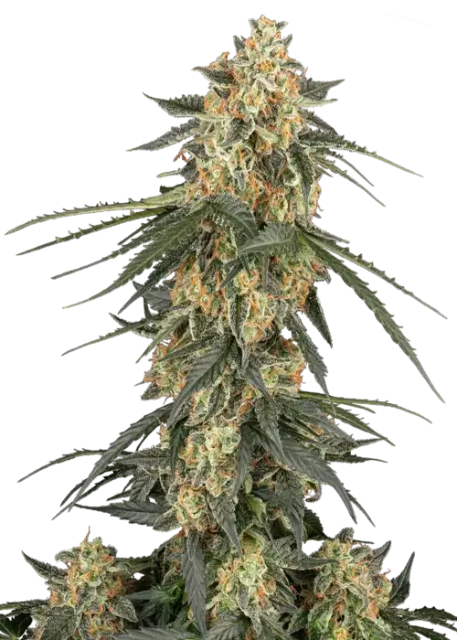 Tangerine Splash Auto