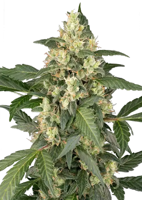 Copenhagen Sour Auto