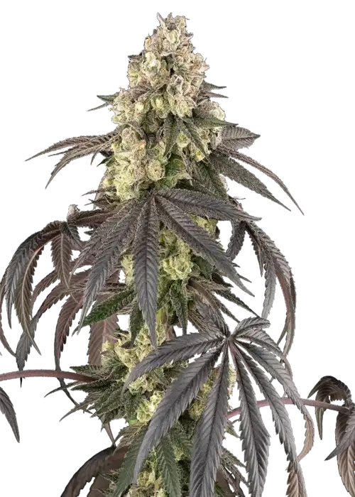 Sour Sherb Fem