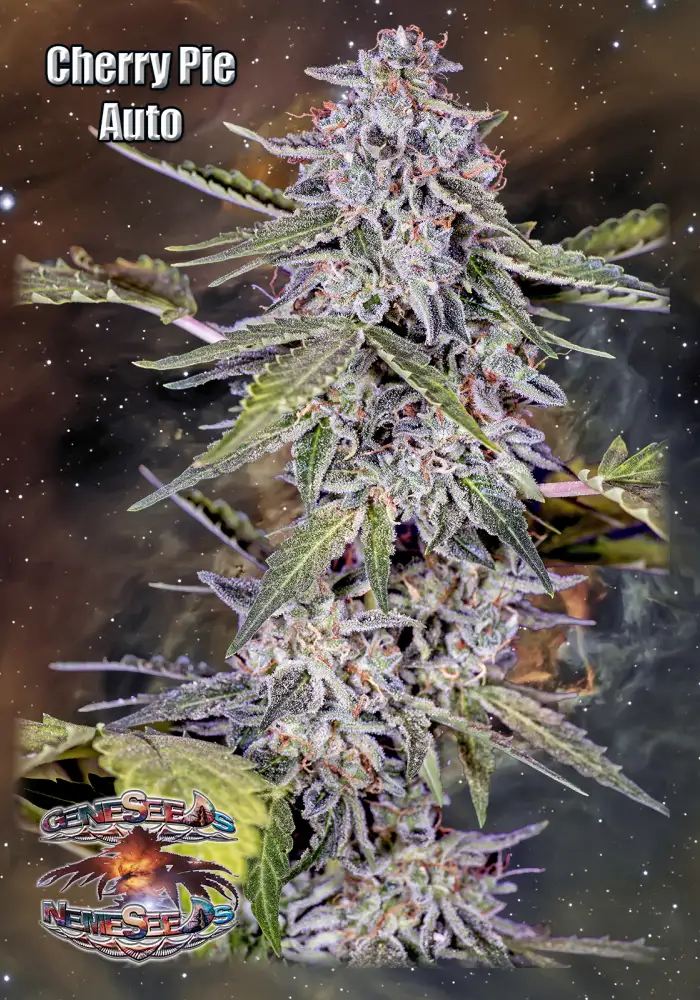 Auto Cherry Pie