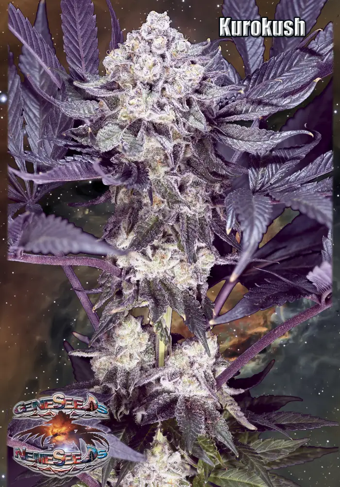KuroKush