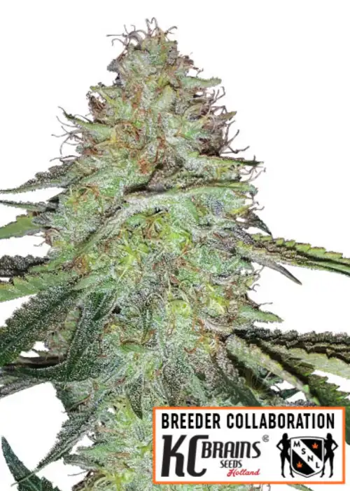 Candy Damage Autoflower