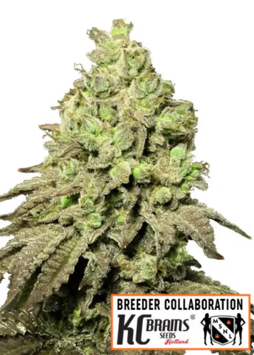 Alien Mango Cookies