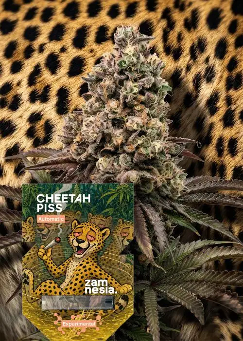 Cheetah Piss Auto