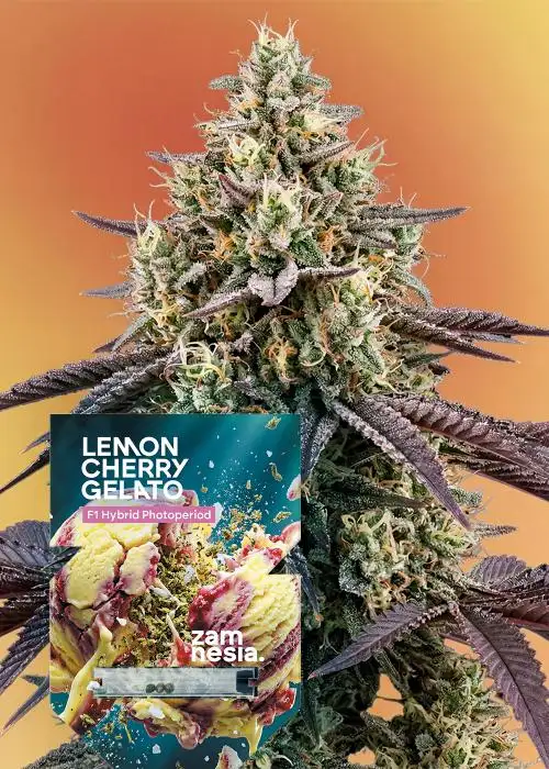 Lemon Cherry Gelato F1